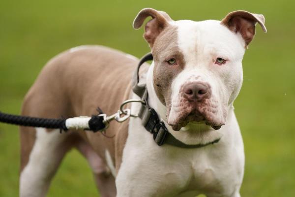 什么是舶来品恶霸犬？备受争议的美国XL霸王的兄弟正在崛起