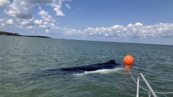 Assignment Freelance Picture A dead adult humpback whale has been safely relocated after it was</p>

<p>　　found near K'gari. Picture: Supplied