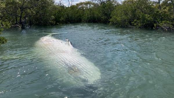Assignment Freelance Picture A dead adult humpback whale has been safely relocated after it was</p>

<p>　　found near K'gari. Picture: Supplied