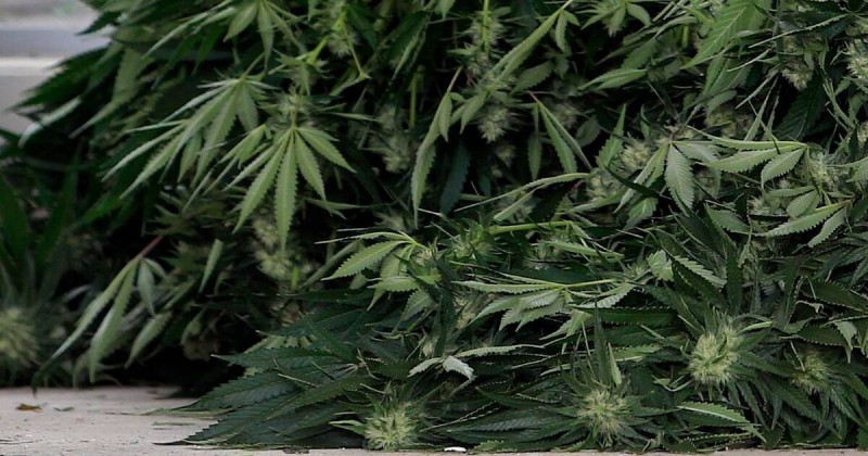 警察发现怪物般大小的大麻植物后，法庭上的园艺高手