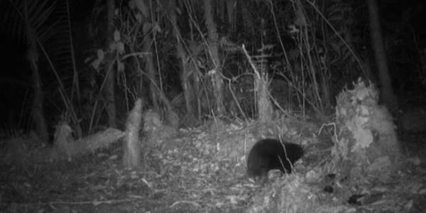 科学家证明，以阿滕伯勒命名的动物并没有灭绝