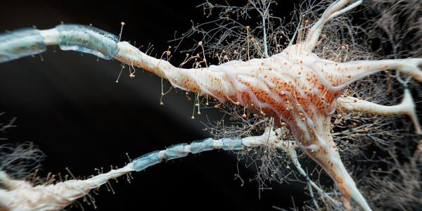 科学家发现人类的大脑比我们想象的更强大