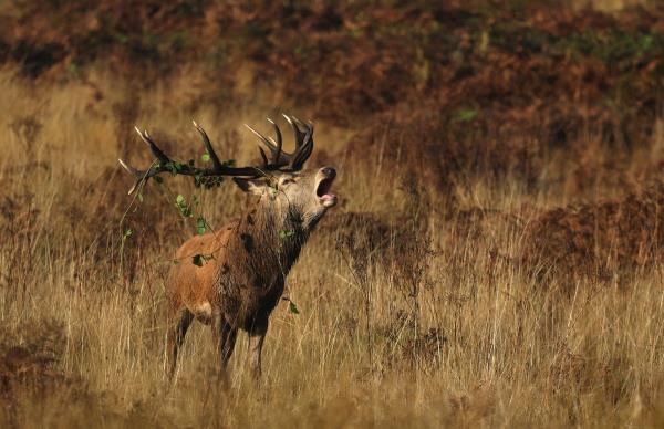 里士满公园的紧急警告，因为一个小孩在离鹿几英尺的地方被抓了起来