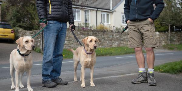 “行为主义者”为选举日投票站的狗主人提供指导