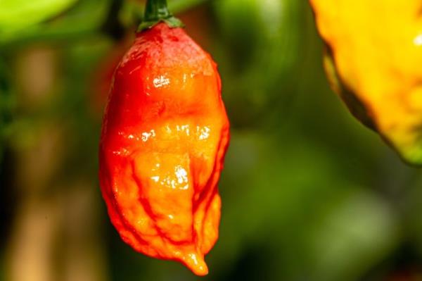 日本小学生吃了比塔巴斯科辣酱辣170倍的薯片后，被紧急送往医院