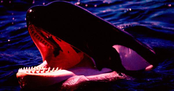 愤怒的逆戟鲸“像布娃娃一样”在游艇上乱扔