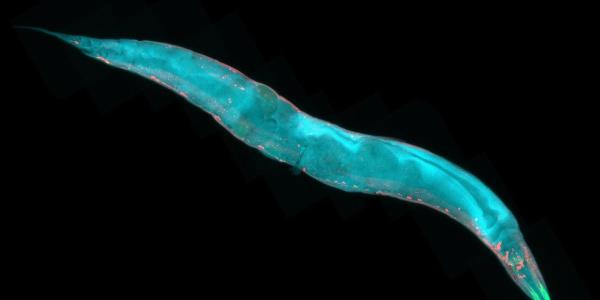 研究表明，即使是基本的蠕虫也能体验到类似人类的情感