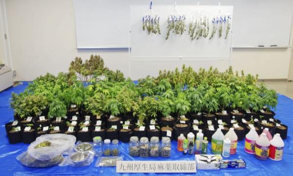 社论｜大麻是一种危险的药物：滥用案件增加的提醒