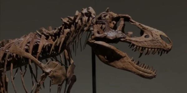 一个人把发现的恐龙遗骸作为自己的小秘密藏了两年