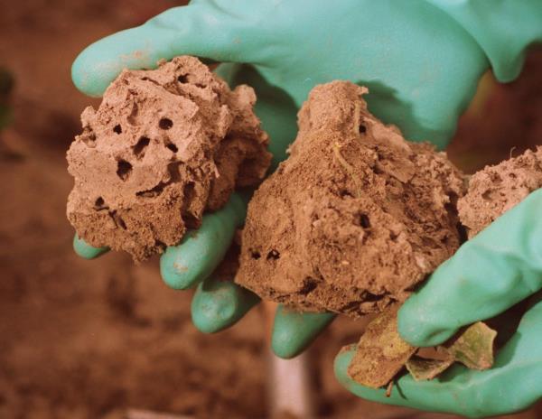 今年春天，如何让你的阿拉巴马花园远离火蚁