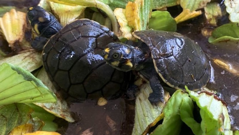 'We're releasing life': Heat wave speeds turtle hatching in Peru