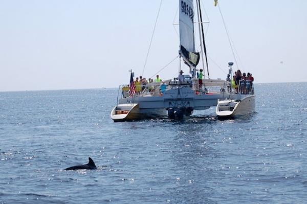 Dolphin Cruise