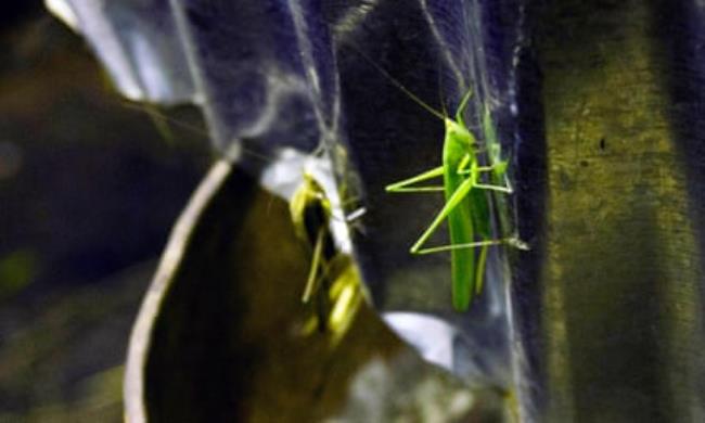 A grasshopper caught in a trap in Kampala.