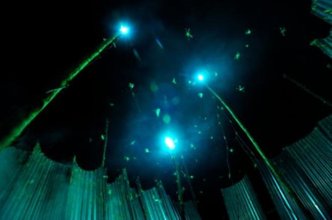 Nsenene gather in an illuminated trap.