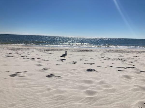 Seagull at Gulf Shores