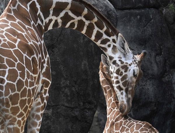 Co<em></em>nnye the giraffe