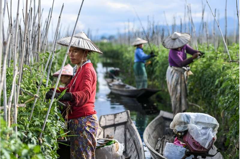 The farms must be anchored in place, mainly by invasive water hyacinths