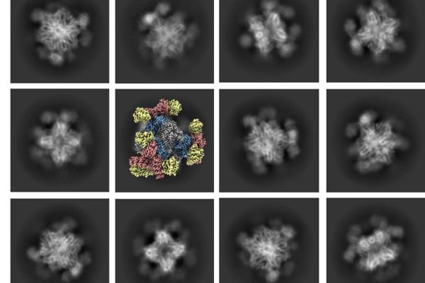 加州大学洛杉矶分校团队增强诺贝尔奖获奖技术
