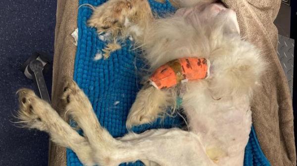 Two pet owners have been fined $4000 and banned from owning a pet for six mo<em></em>nths after they seriously neglected their pet dog. Photo: RSPCA Western Australia
