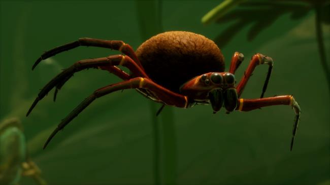 关于潜水钟蜘蛛的13个迷人的事实